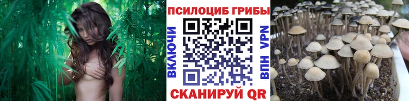 Галлюциногенные грибы Psilocybine cubensis Ессентуки